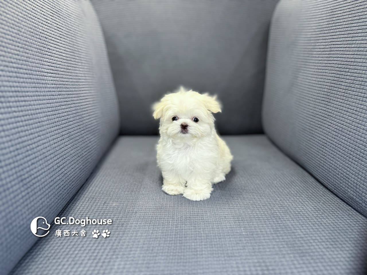 迷你瑪爾濟斯-妹妹 (3494):圖片 16