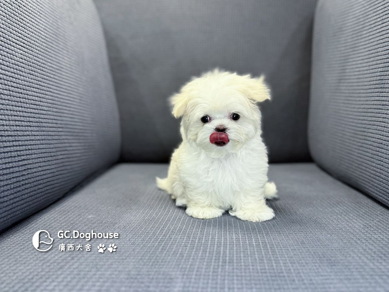 迷你瑪爾濟斯-妹妹 (3494):圖片 14