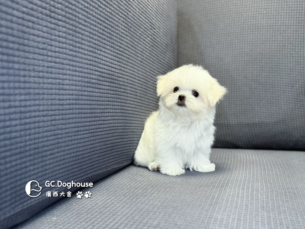 茶杯型瑪爾濟斯-弟弟 (3495)