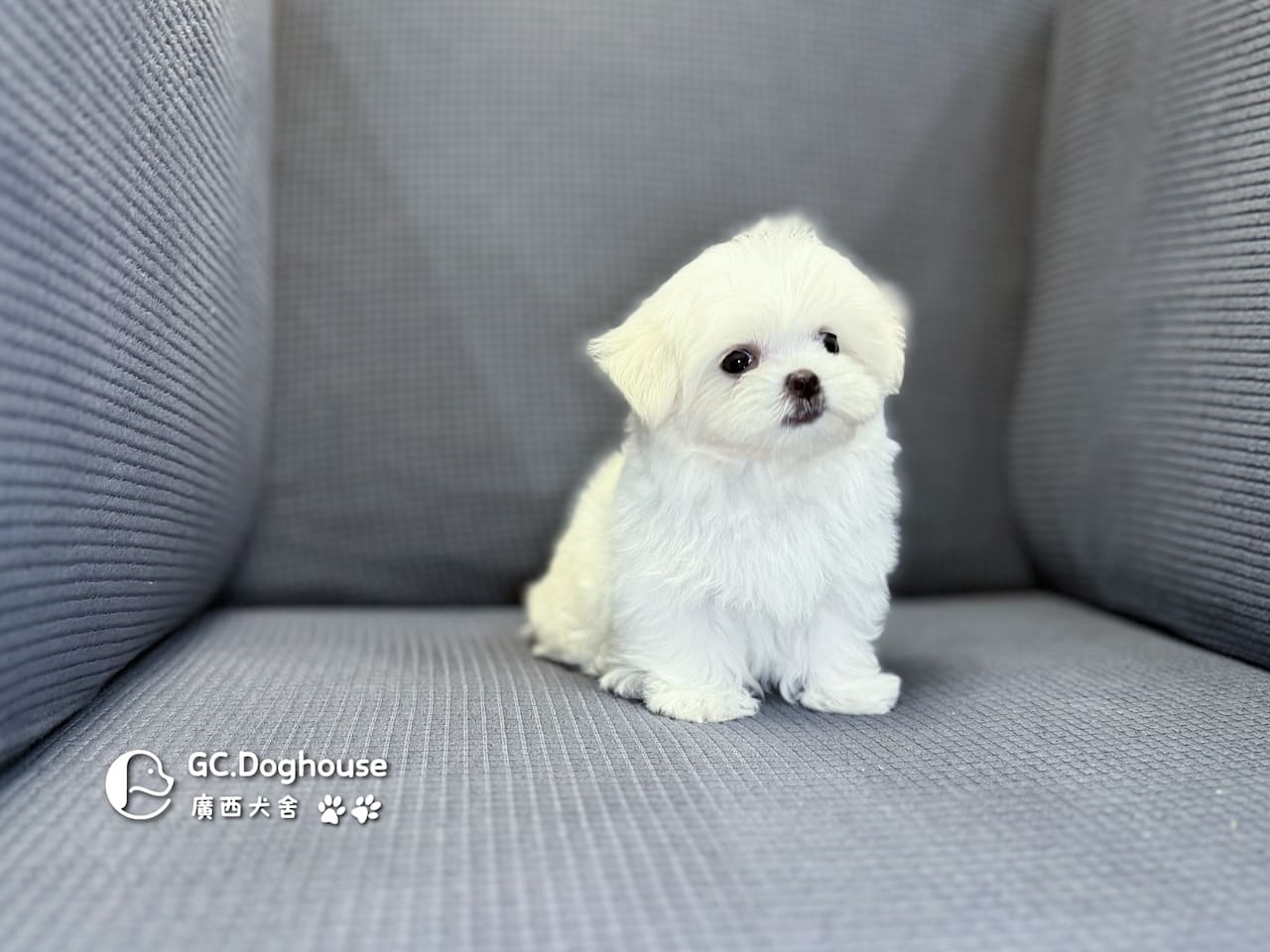 茶杯型瑪爾濟斯-弟弟 (3495):圖片 10