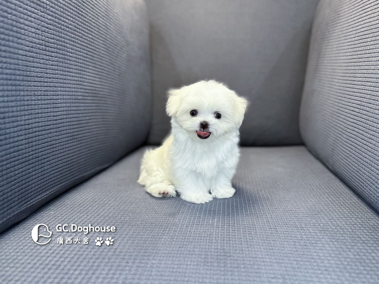 茶杯型瑪爾濟斯-弟弟 (3495):圖片 7