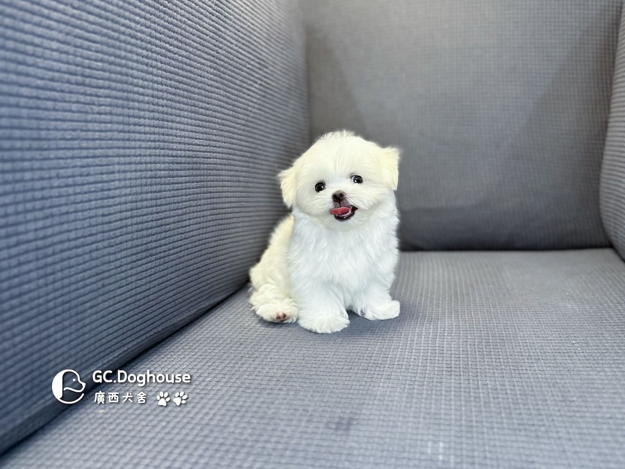 茶杯型瑪爾濟斯-弟弟 (3495):圖片 6