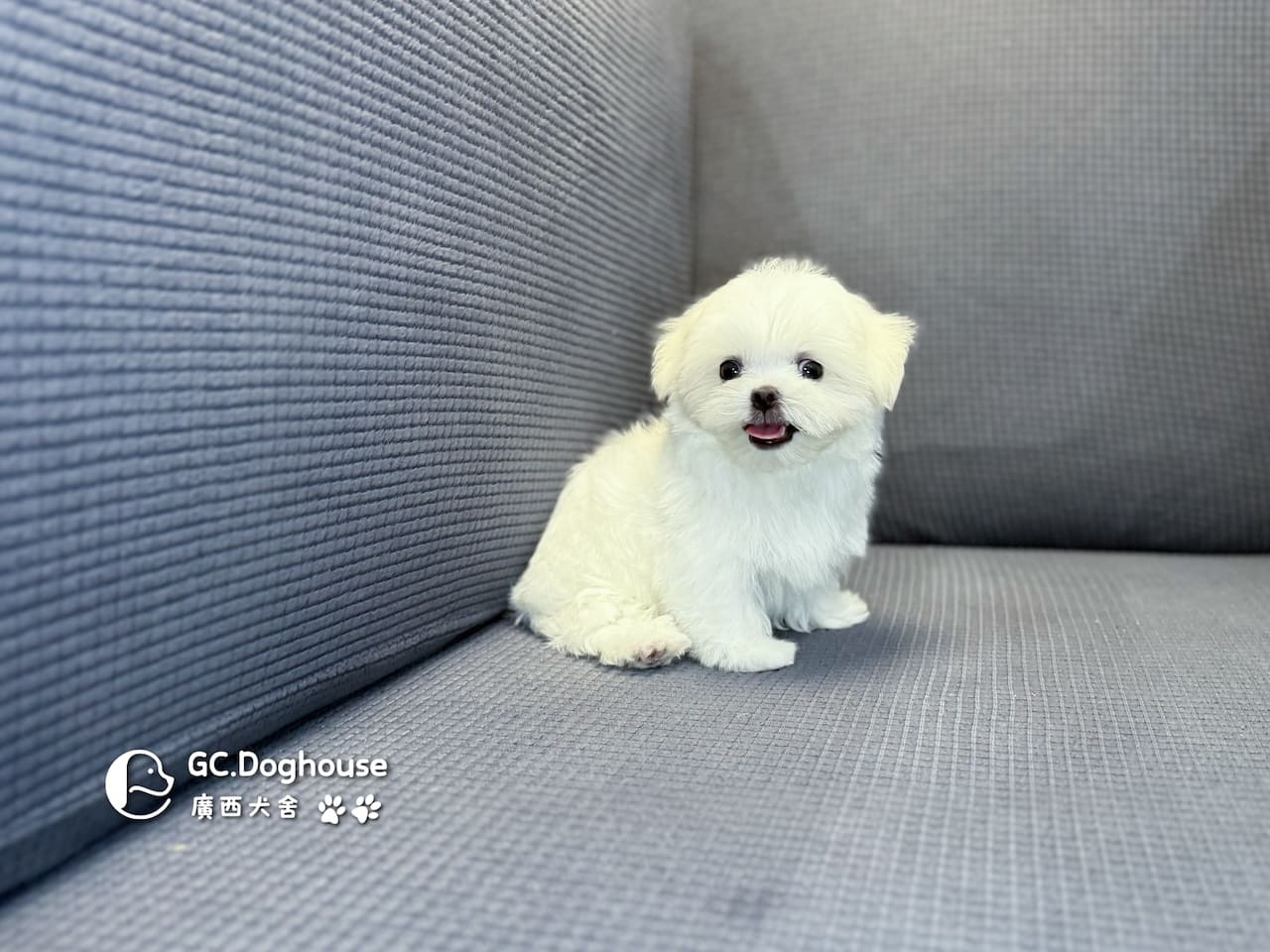 茶杯型瑪爾濟斯-弟弟 (3495):圖片 5