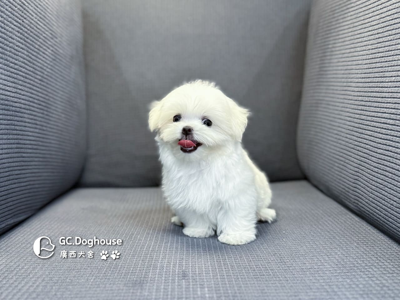 茶杯型瑪爾濟斯-弟弟 (3495):圖片 4