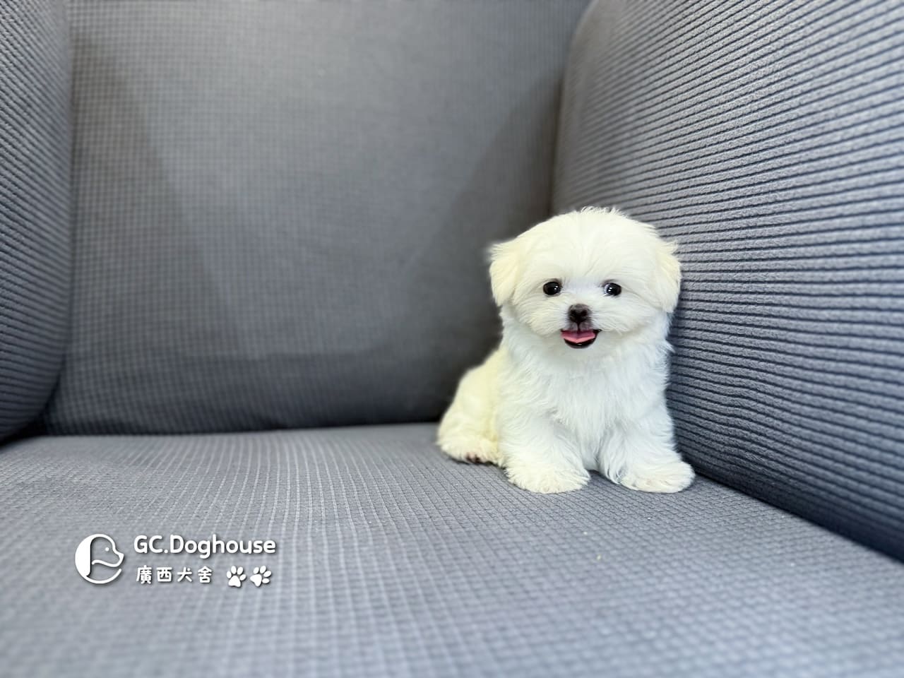 茶杯型瑪爾濟斯-弟弟 (3495):圖片 3