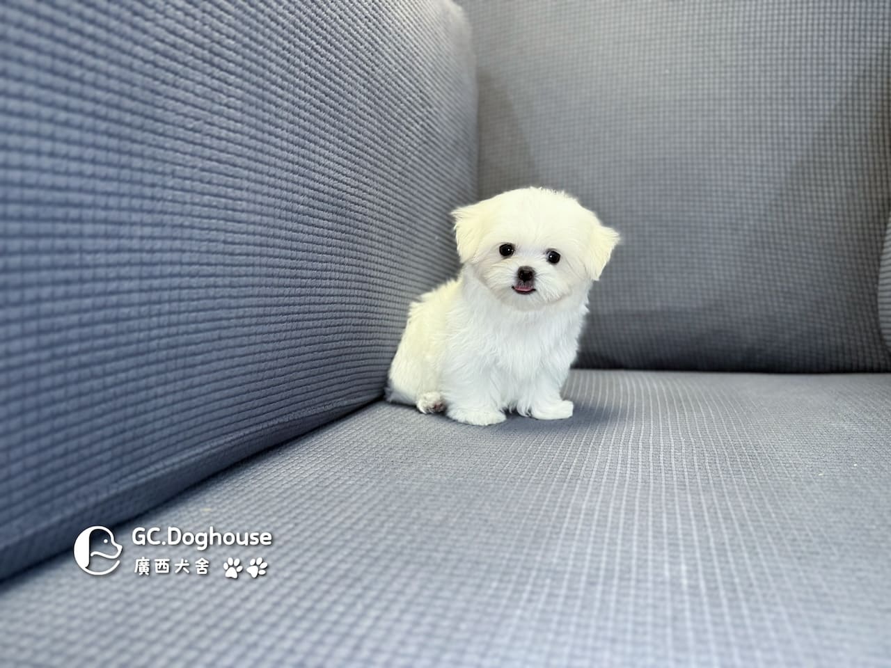 茶杯型瑪爾濟斯-弟弟 (3495):圖片 17