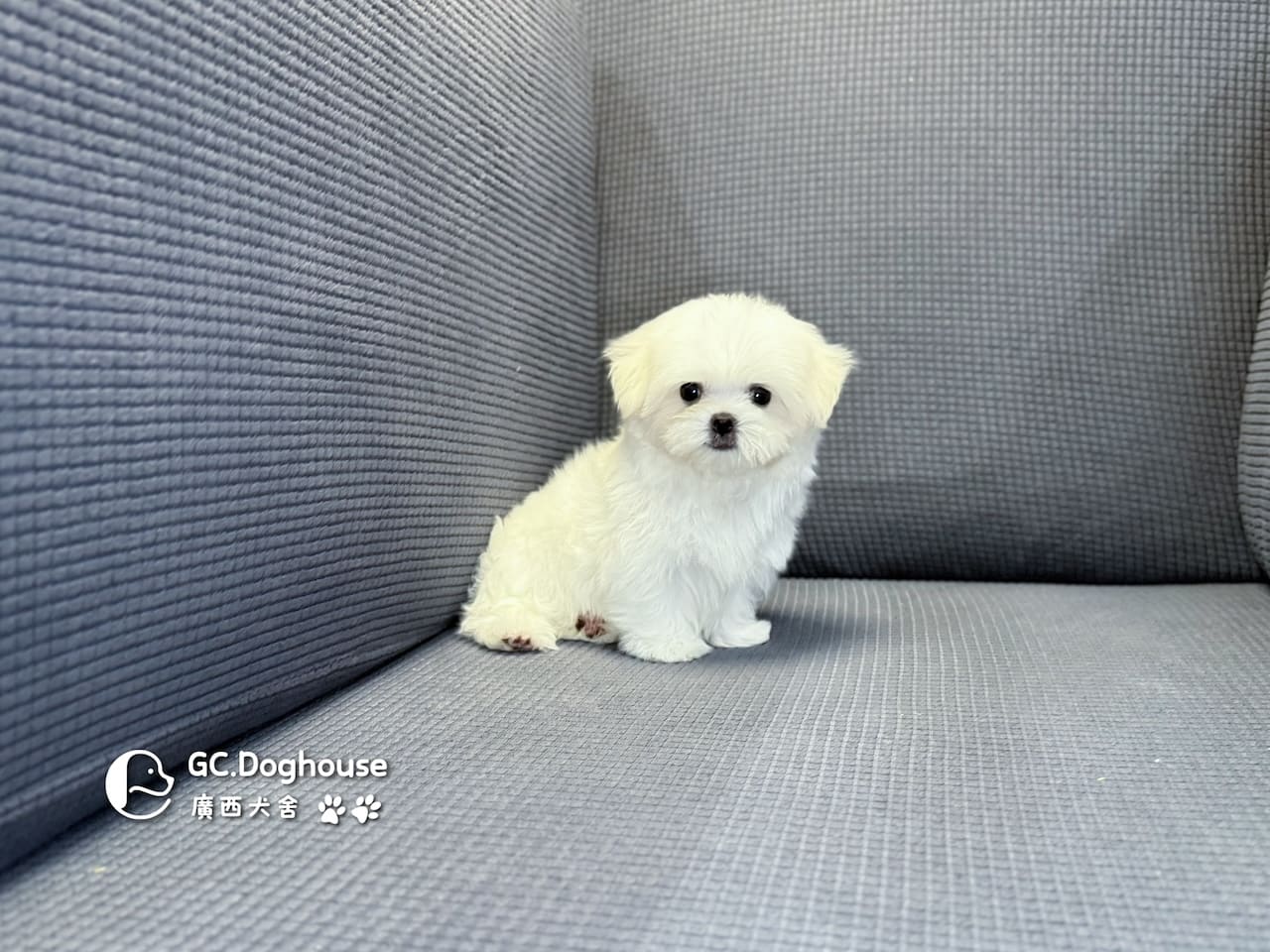 茶杯型瑪爾濟斯-弟弟 (3495):圖片 16