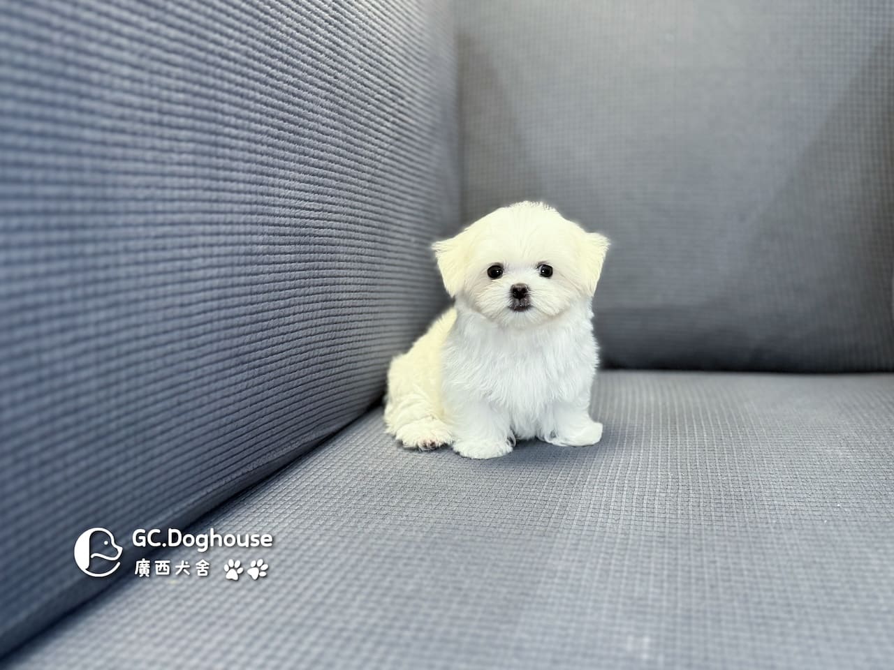 茶杯型瑪爾濟斯-弟弟 (3495):圖片 14