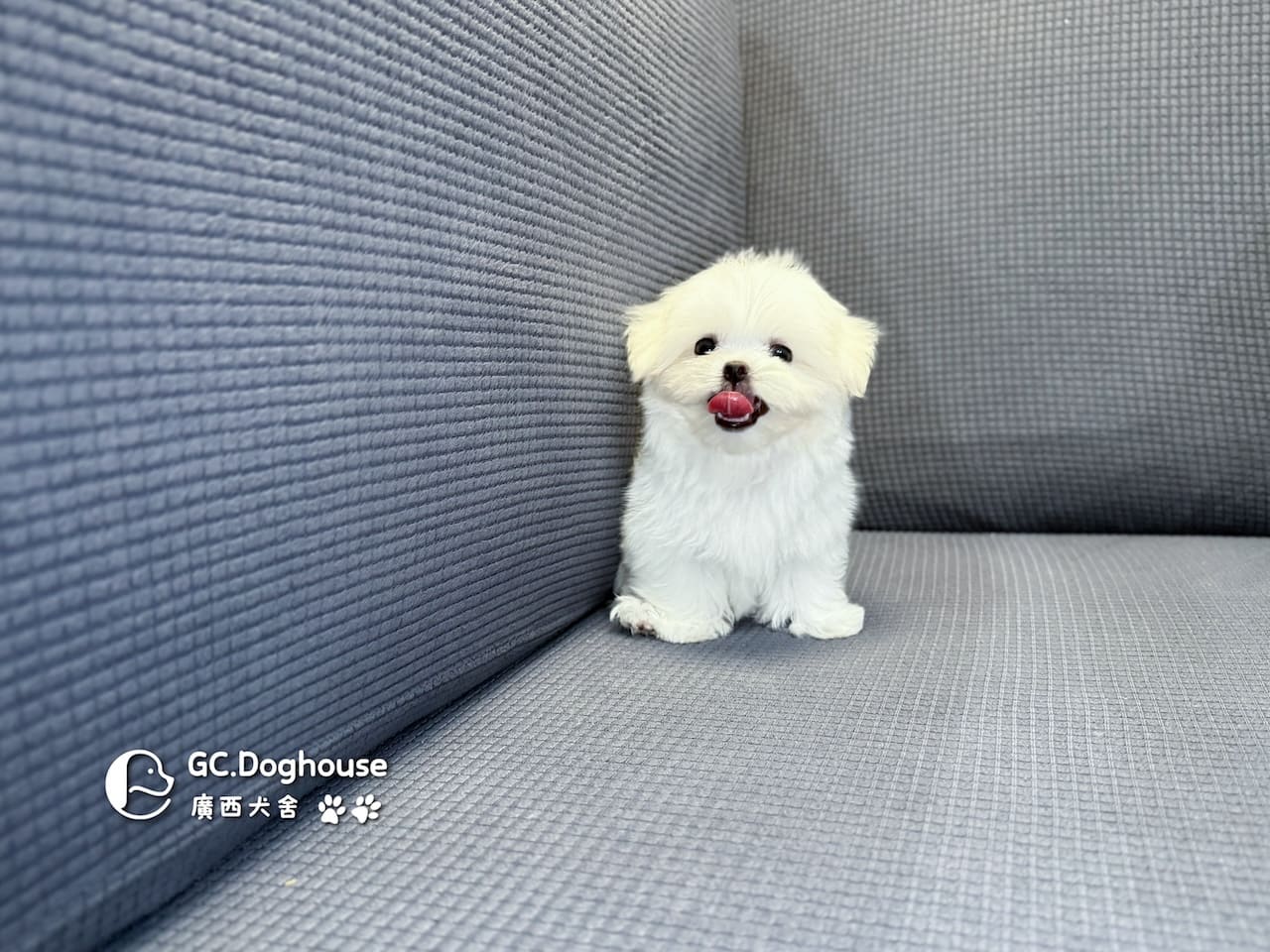 茶杯型瑪爾濟斯-弟弟 (3495):圖片 13