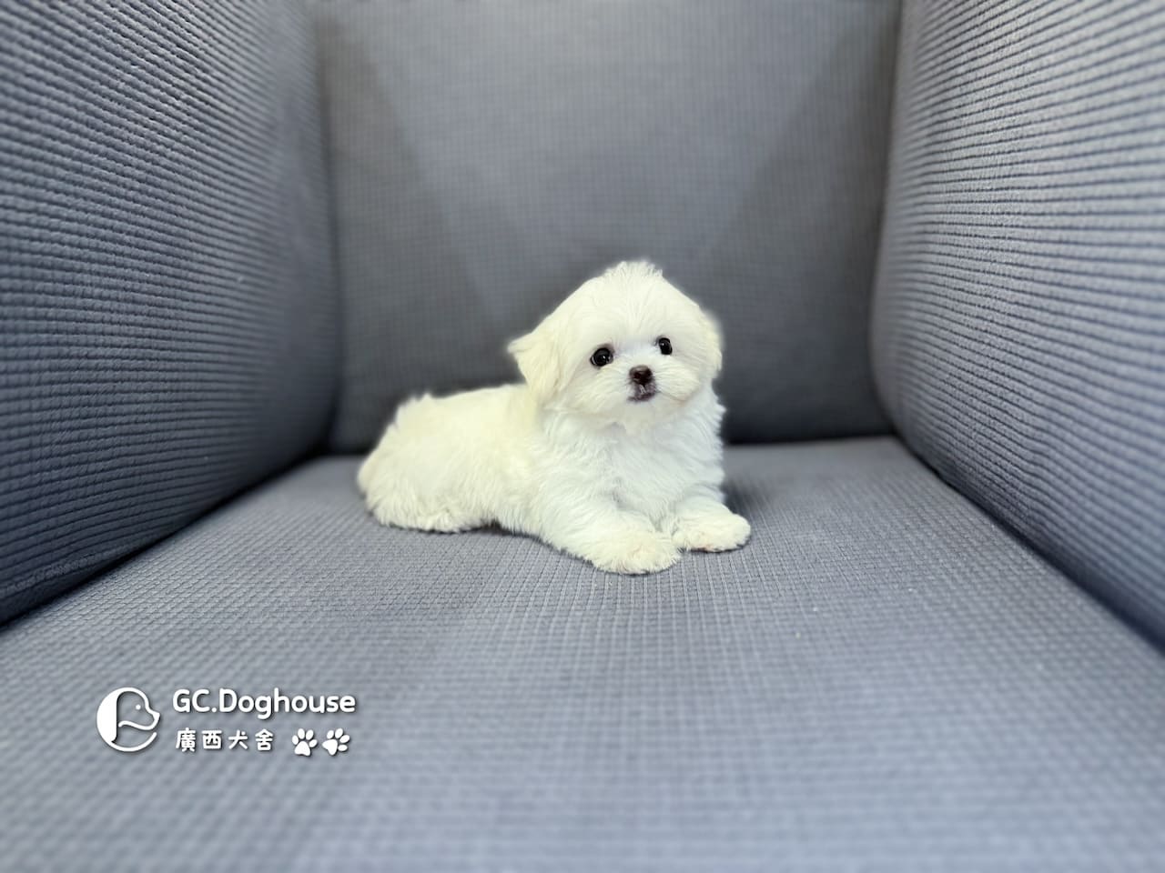 茶杯型瑪爾濟斯-弟弟 (3495):圖片 12