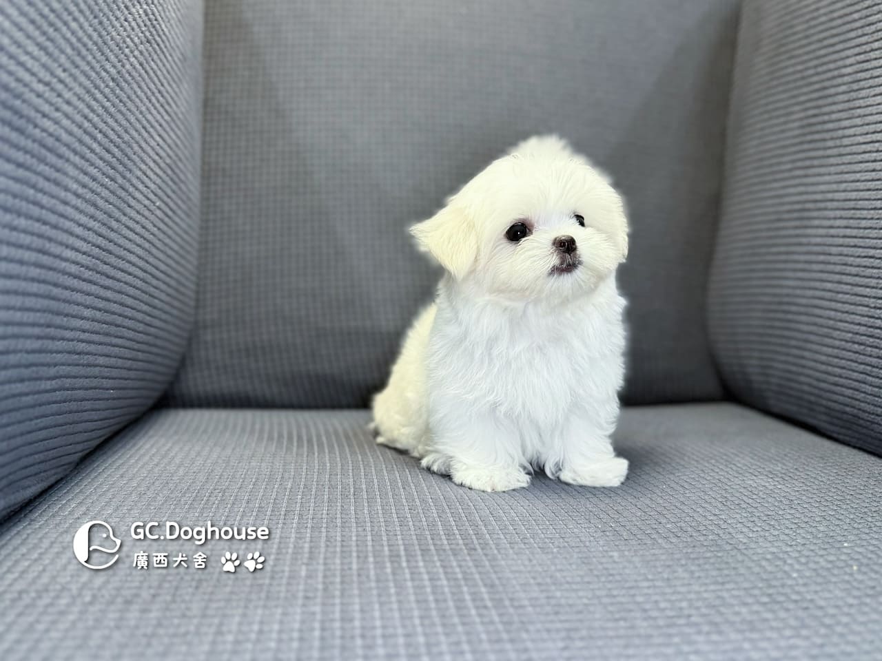 茶杯型瑪爾濟斯-弟弟 (3495):圖片 11