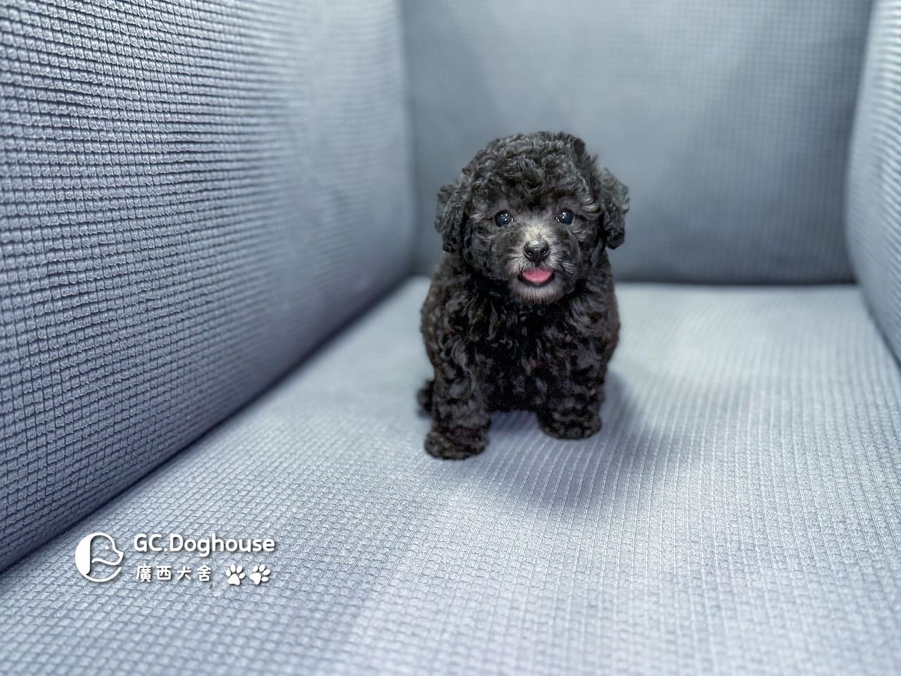 玩具型灰貴賓-妹妹 (5706):圖片 8