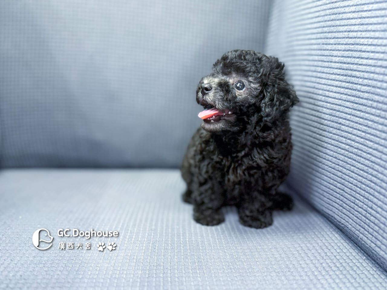 玩具型灰貴賓-妹妹 (5706):圖片 15