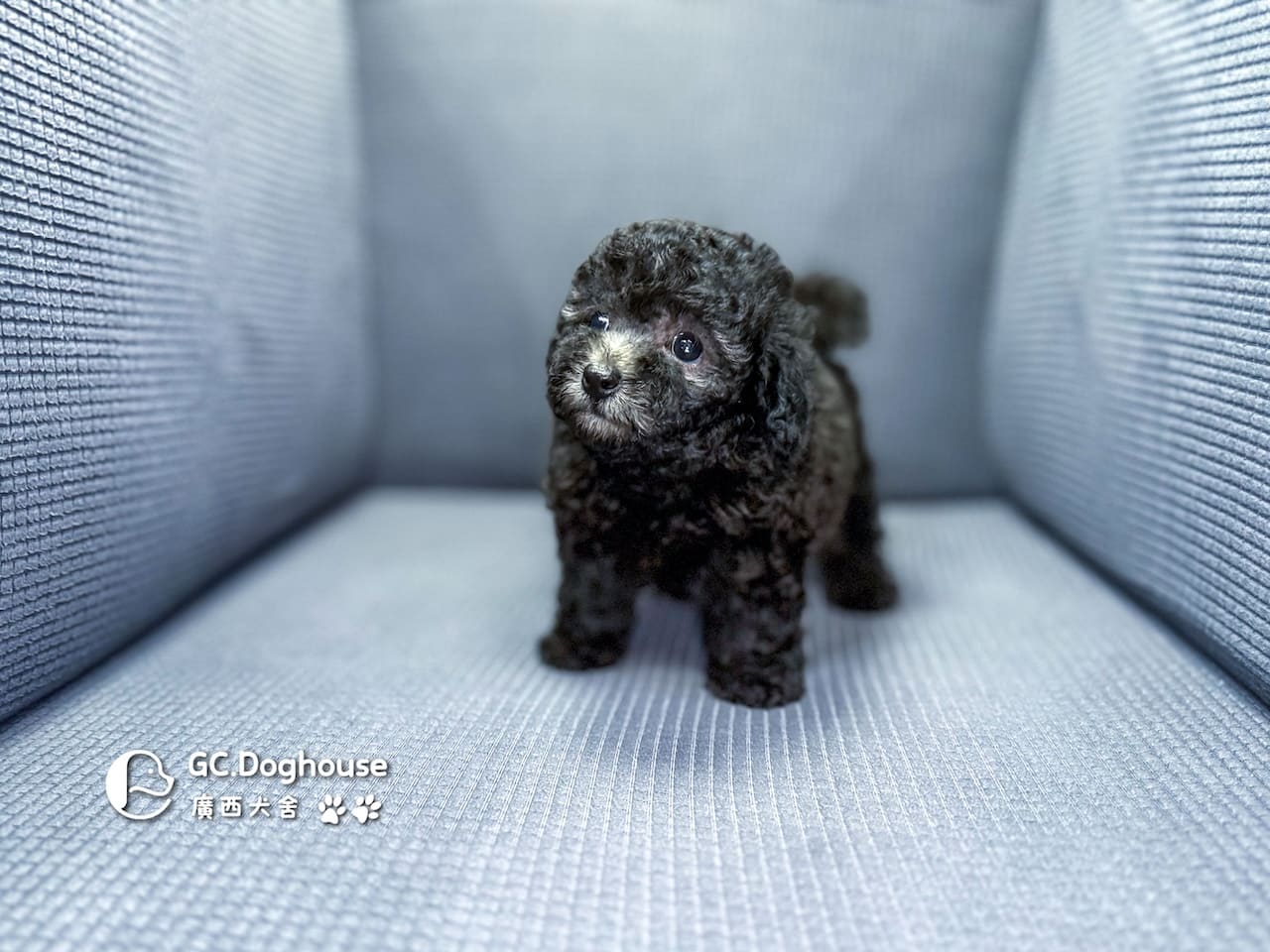 玩具型灰貴賓-妹妹 (5706):圖片 10