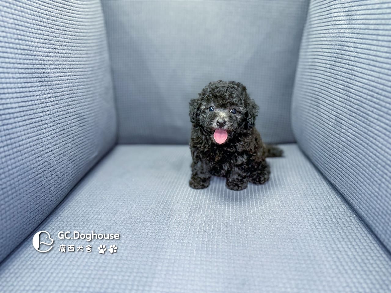 玩具型灰貴賓-妹妹 (5706):圖片 14