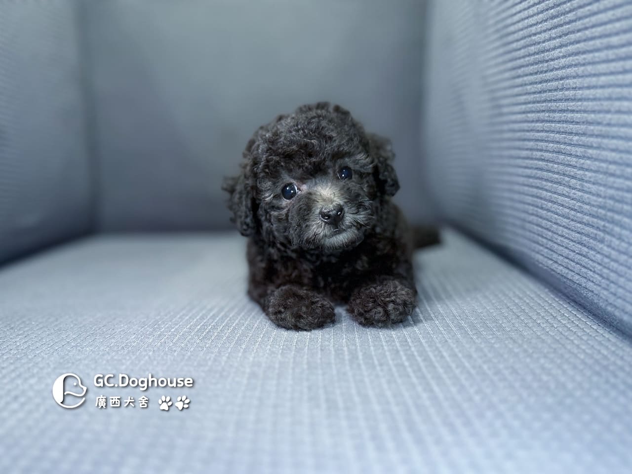 玩具型灰貴賓-妹妹 (5706):圖片 9