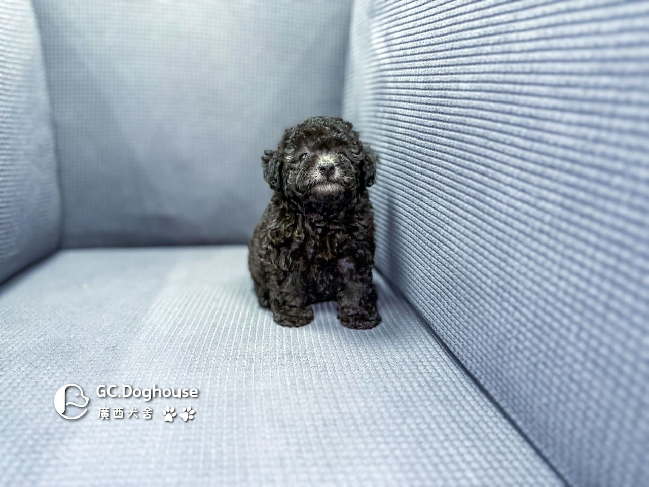 玩具型灰貴賓-妹妹 (5706):圖片 11