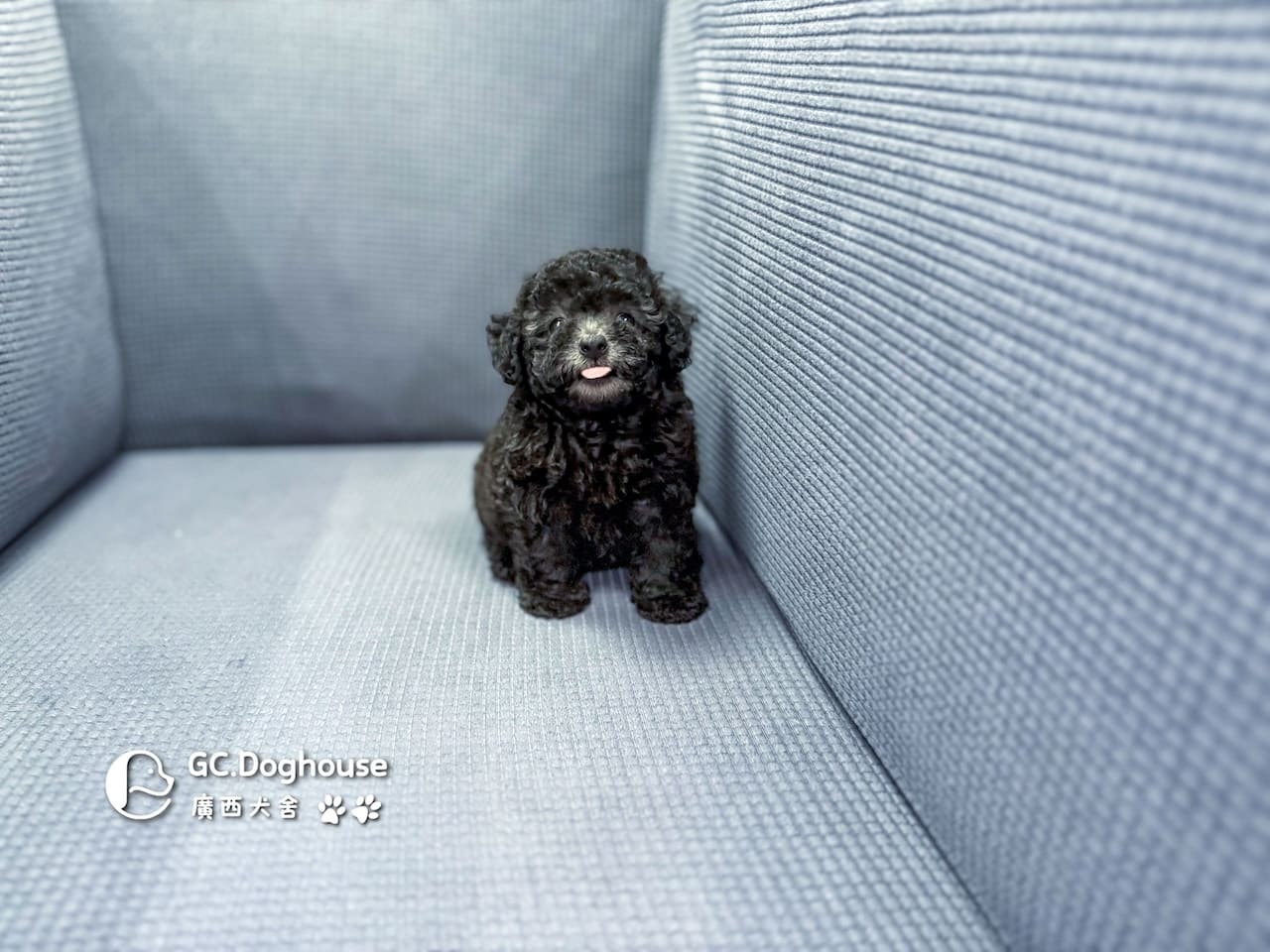 玩具型灰貴賓-妹妹 (5706):圖片 12