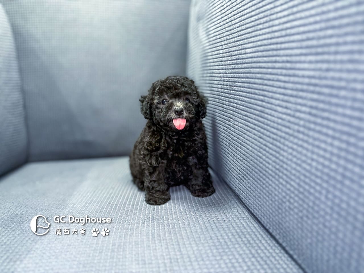 玩具型灰貴賓-妹妹 (5706):圖片 13