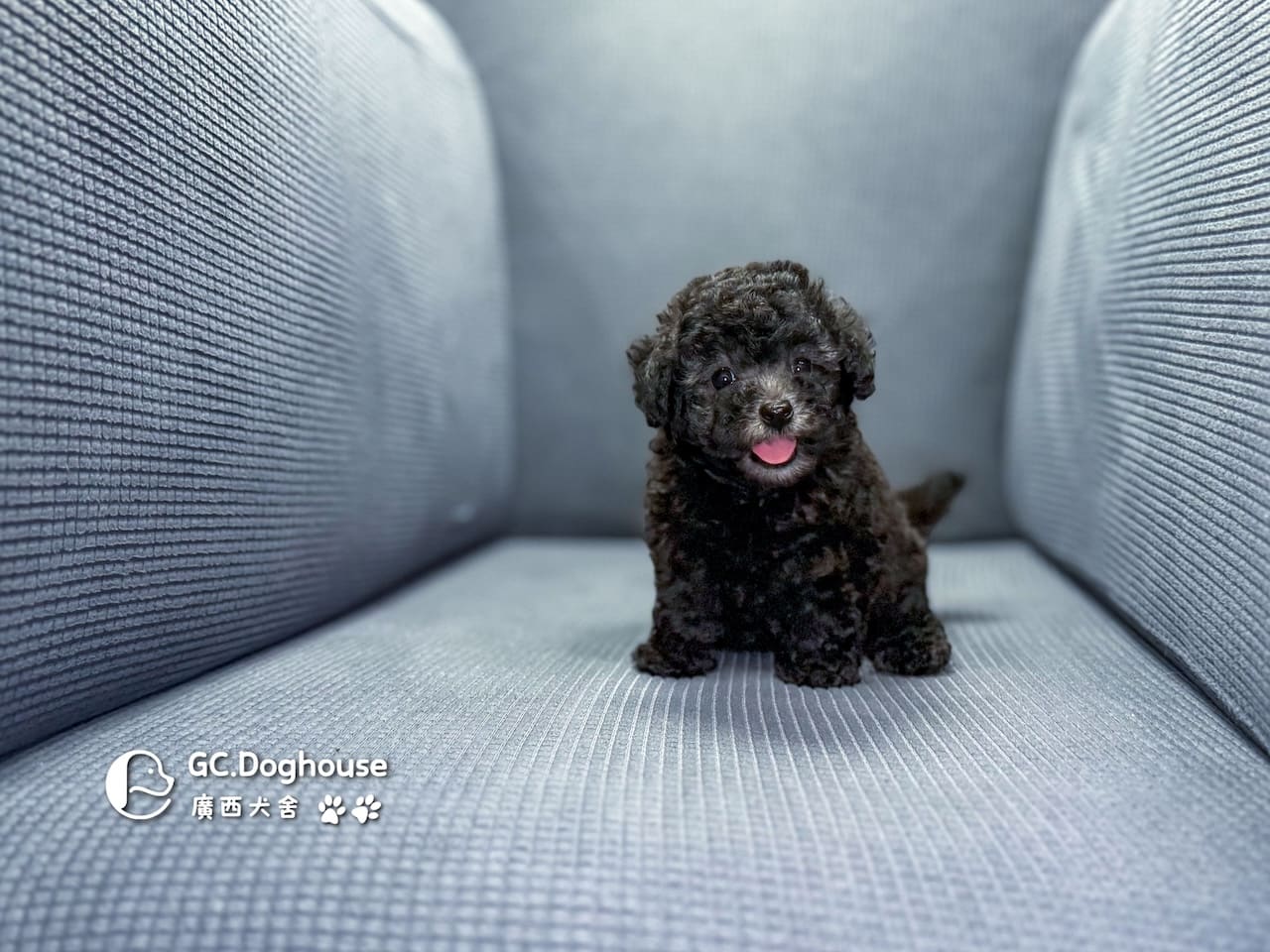 玩具型灰貴賓-妹妹 (5706):圖片 4