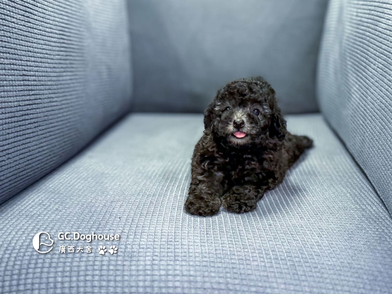 玩具型灰貴賓-妹妹 (5706):圖片 5