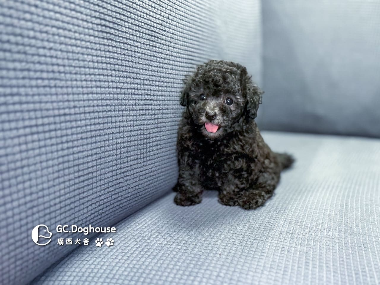 玩具型灰貴賓-妹妹 (5706):圖片 6