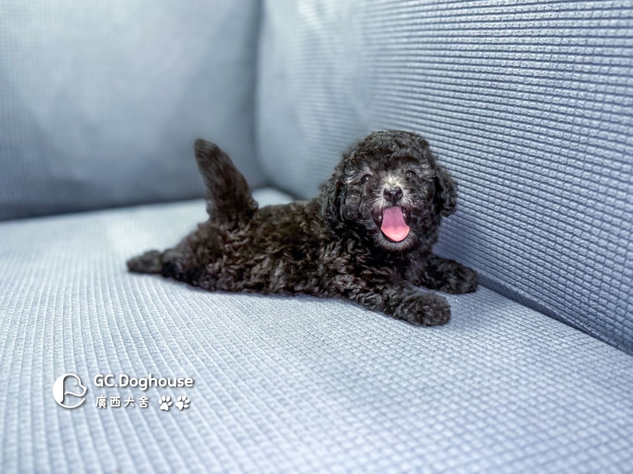 玩具型灰貴賓-妹妹 (5706):圖片 7