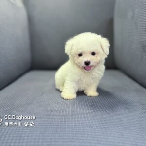 迷你比熊犬-弟弟 (1030)