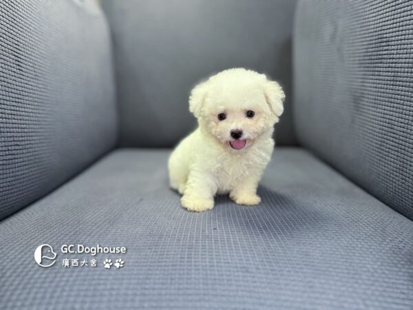 迷你比熊犬-弟弟 (1030)