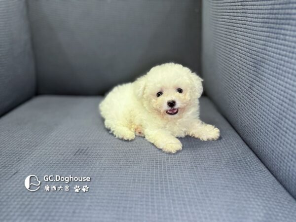迷你比熊犬-弟弟 (1030)：圖片 10