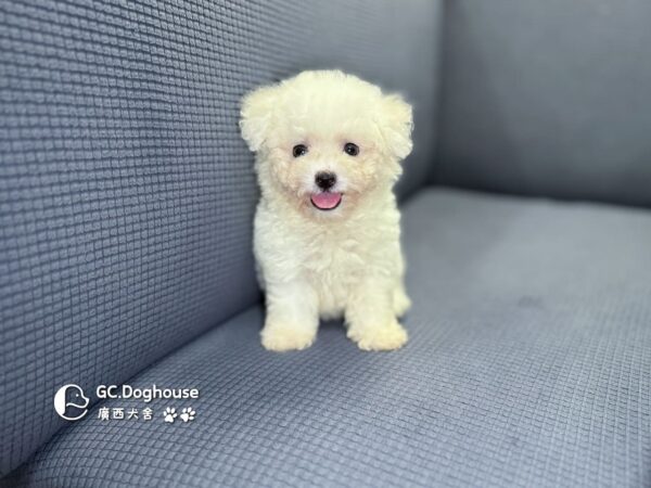 迷你比熊犬-弟弟 (1030)：圖片 11