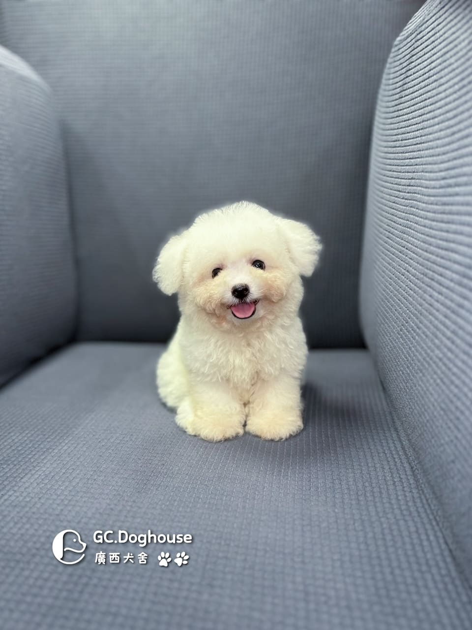 迷你比熊犬-弟弟 (1030)