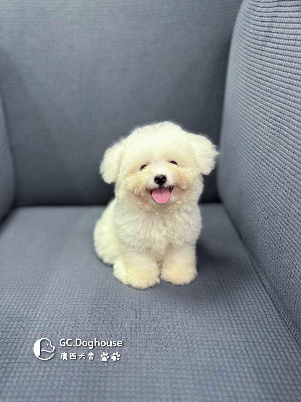 迷你比熊犬-弟弟 (1030):圖片 2