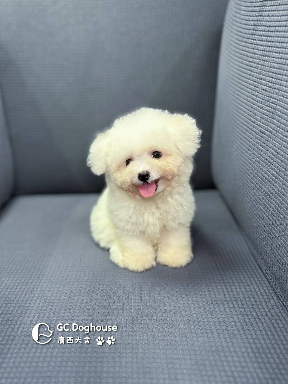 迷你比熊犬-弟弟 (1030):圖片 14