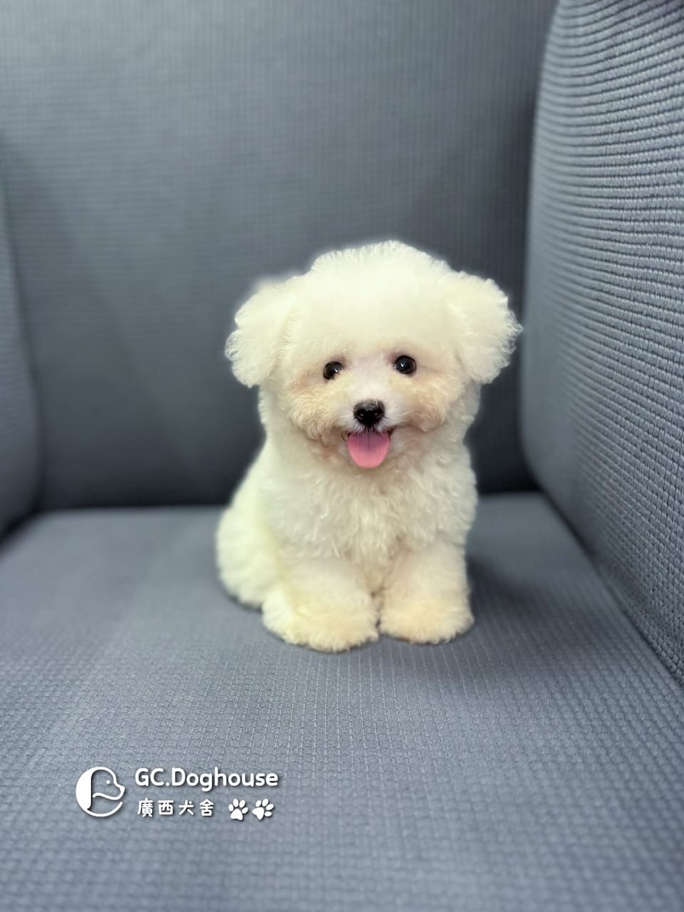 迷你比熊犬-弟弟 (1030):圖片 13