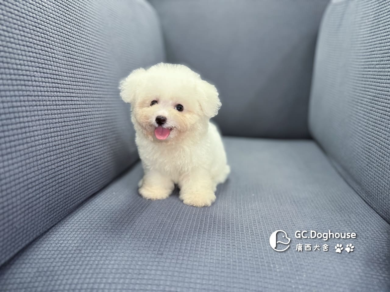 迷你比熊犬-弟弟 (1030):圖片 12