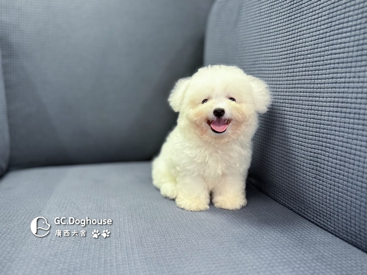 迷你比熊犬-弟弟 (1030):圖片 10