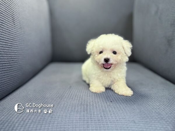 迷你比熊犬-弟弟 (1030)：圖片 2