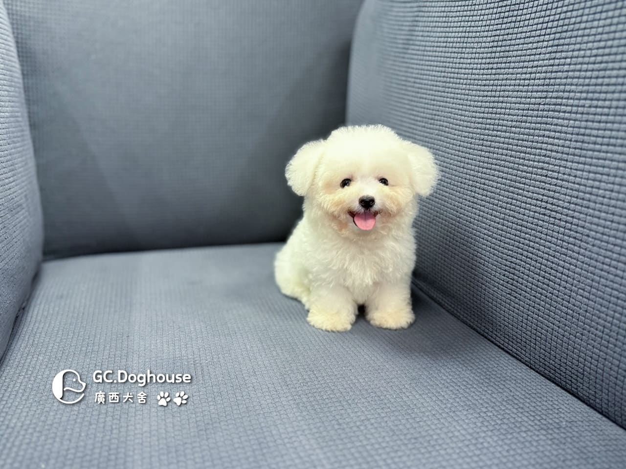 迷你比熊犬-弟弟 (1030):圖片 8