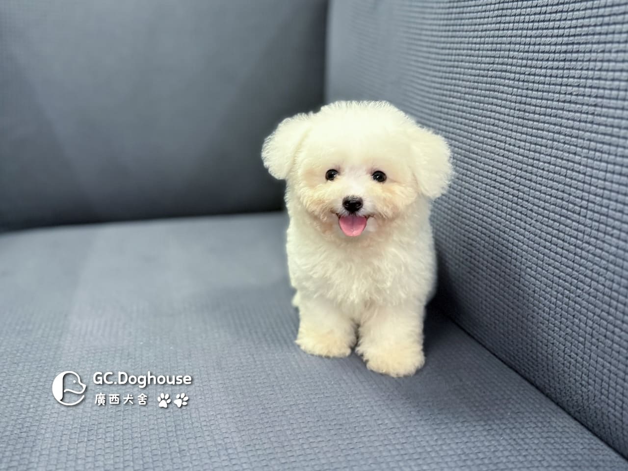 迷你比熊犬-弟弟 (1030):圖片 6