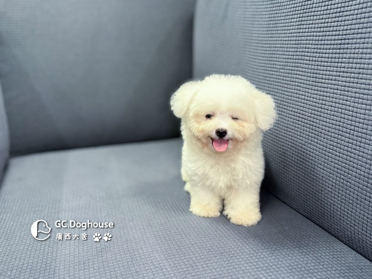 迷你比熊犬-弟弟 (1030):圖片 5