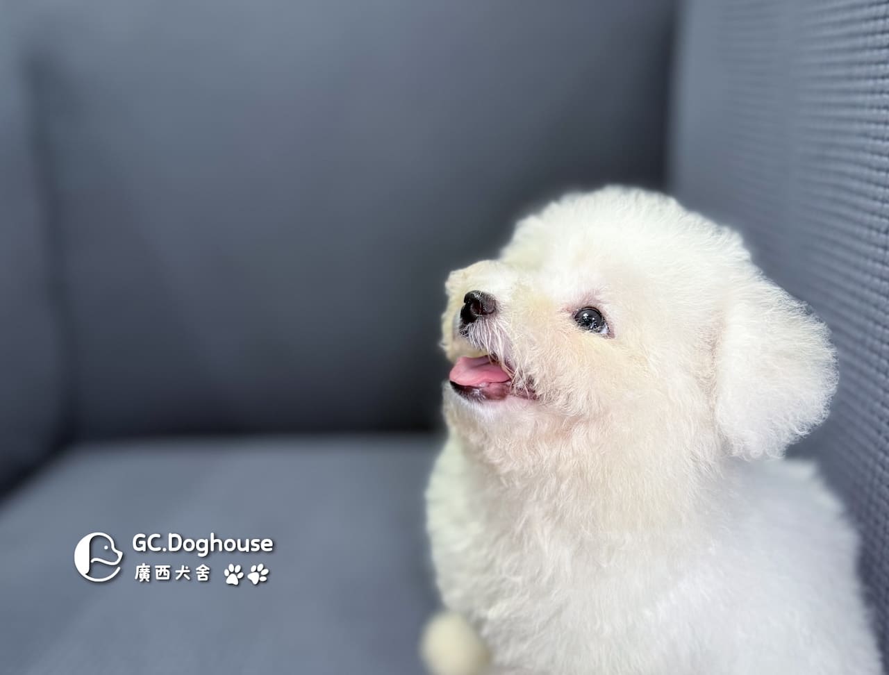 迷你比熊犬-弟弟 (1030):圖片 3