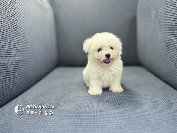迷你比熊犬-弟弟 (1030)：圖片 3