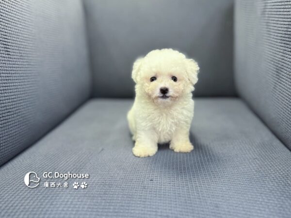 迷你比熊犬-弟弟 (1030)：圖片 4