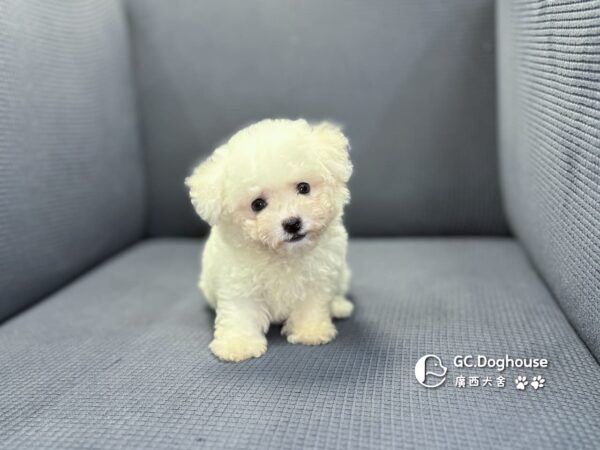 迷你比熊犬-弟弟 (1030)：圖片 5
