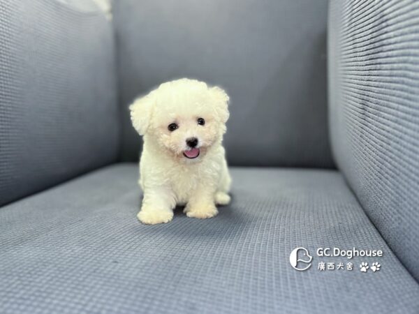 迷你比熊犬-弟弟 (1030)：圖片 6