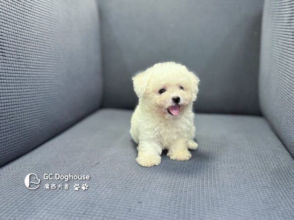 迷你比熊犬-弟弟 (1030)：圖片 7