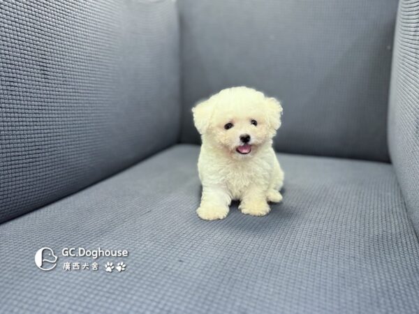 迷你比熊犬-弟弟 (1030)：圖片 8