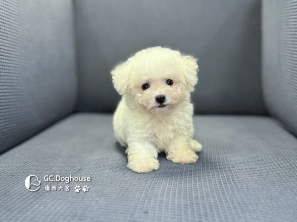 迷你比熊犬-弟弟 (1030)：圖片 9