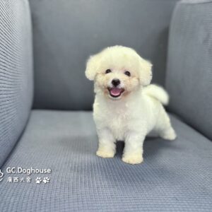 迷你比熊犬-妹妹 (1032)
